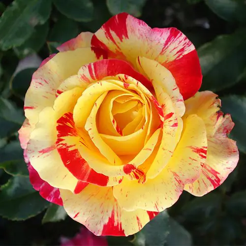 Solution maison:Rosier Camille Pissarro® Delstricol coloris rose