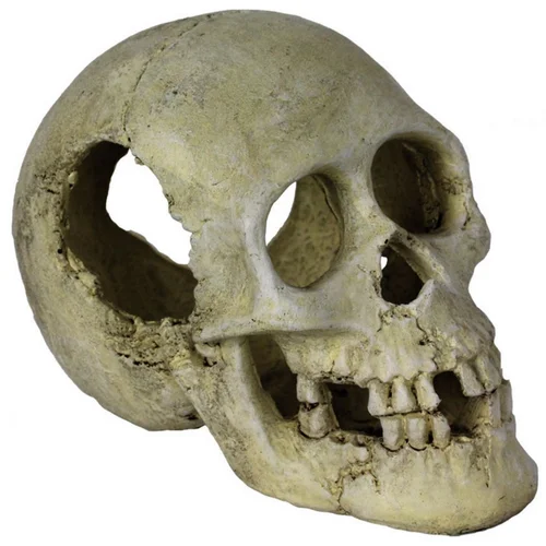 Pour vos projets jardin：Décor pour vivarium en résine coloris blanc crâne humain Reptile Planet Sleeping Hollow Skull - 16 x 10 x 12 cm