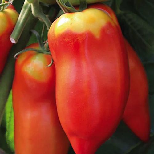 Utile au jardin：Tomate Allongée Andine Cornue Bio. La barquette de 3 plants