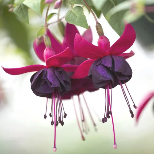Jardin & maison：Fuchsia à fleurs multicolores. Le pot de 17 cm