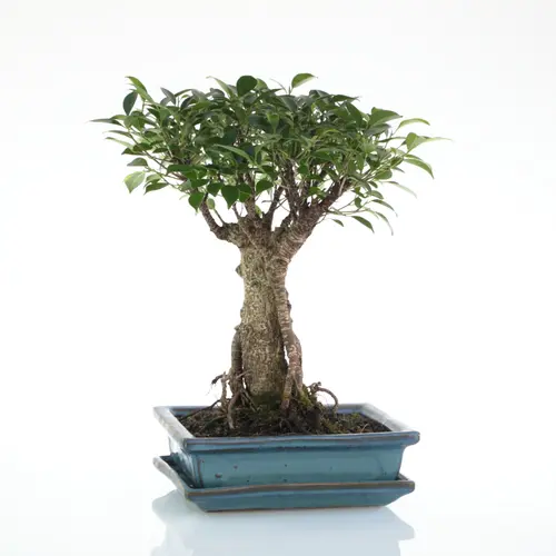 Essentiel extérieur:Bonsaï Ficus Retusa botanic® taille 5,5. Le pot