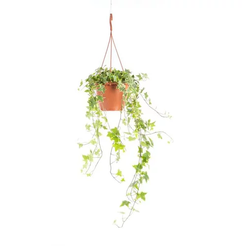 Utile dehors：Hedera Gold Child Panaché suspension Ø17xH70 cm