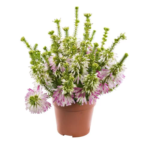 Pour vos projets extérieurs：Erica Verticillata - Le pot de 10.5 cm