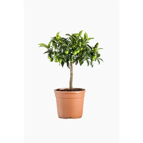 Jardin expert：Kumquat. Le pot de 5 litres
