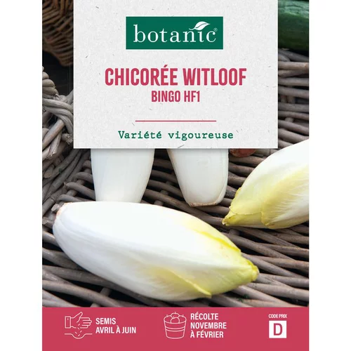Idéal pour votre jardin：Graines de chicorée witloof zoom endive HF1 botanic® - graines à semer