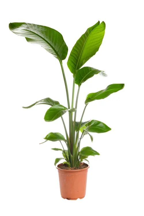 Pour un jardin bien organisé:Oiseau de paradis vert. Le pot Ø 23 cm
