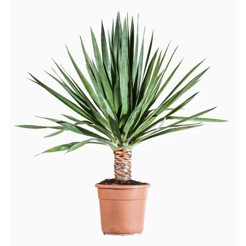 Jardin confort：Dracaena Draco (Dragonnier des Canaries) en pot de 17 L vert