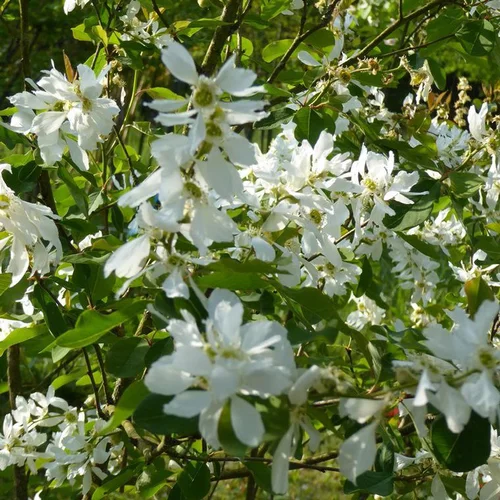 Choix nature：Magnolia étoilé (Stellata) blanc 60/90. Le pot de 7 litres