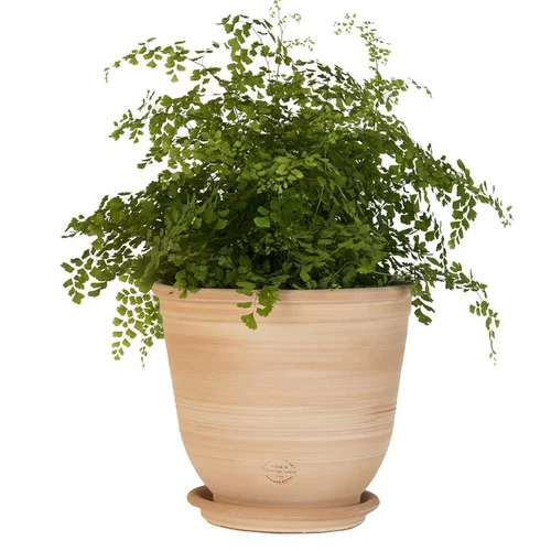 Utile pour le jardin：Pot Campanas lisse en terre cuite - D20x H18