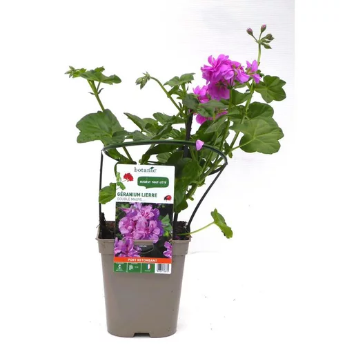 Jardin durable：Géranium lierre double mauve Le pot de 12 x 12 cm