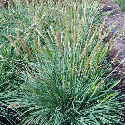 Essentiel nature：Koeleria Glauca - Le pot de 2 litres