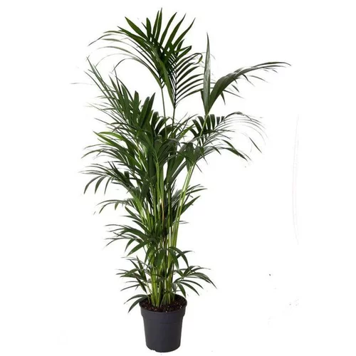 Votre jardin：Kentia Forsteriana pot Ø40 cm/ H260 cm