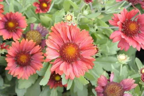 Pour vivre le jardin autrement：Gaillarde ‘Arizona Red Shades’ - Le pot de 2 litres