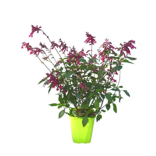 Une touche pratique au jardin:Sauge love and wish en pot de 4 litres