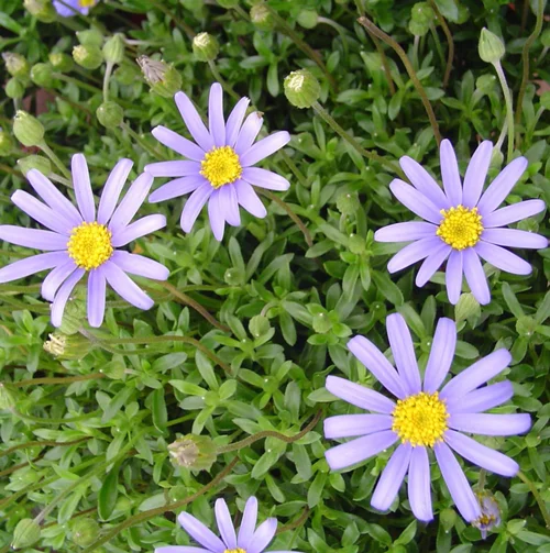Déco pour le jardin：Agathea ou Felicia amelloides. Le pot de 14 cm