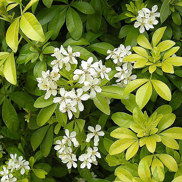 2 x Oranger du Mexique – Choisya ternata, 25-30 cm pot