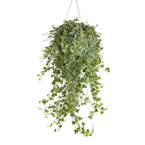 Jardin confort plus：Lierre - La suspension de 19 cm