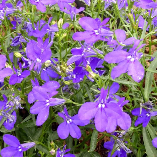 Pour transformer votre jardin:Lobelia Pendula - La suspension diam 27 cm