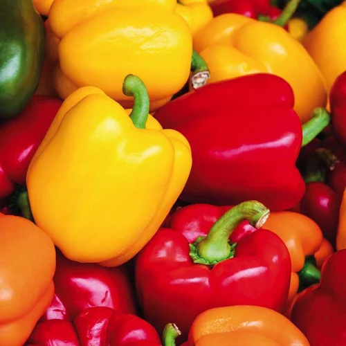 Jardin moderne：Poivrons En Mélange Bio. La barquette de 3 plants