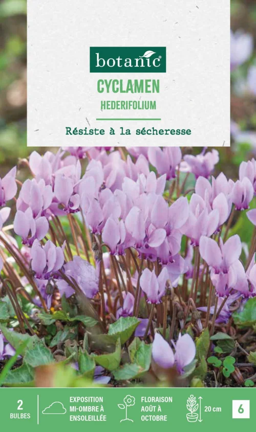 Jardin tout terrain:Cyclamen hederifolium en mélange botanic® - 2 bulbes