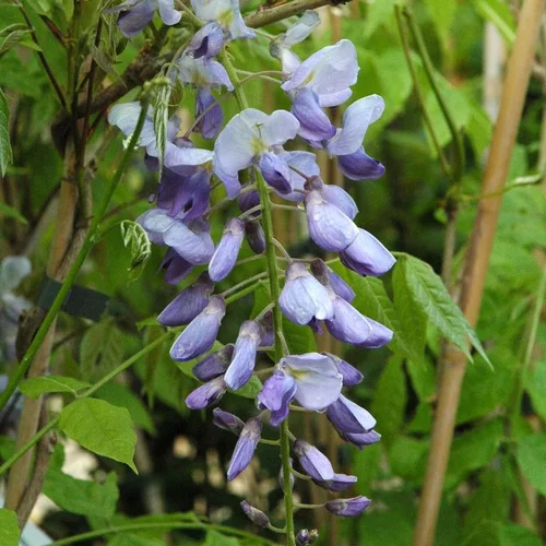 Essentiel maison：Glycine SINENSIS. Le pot de 2 litres