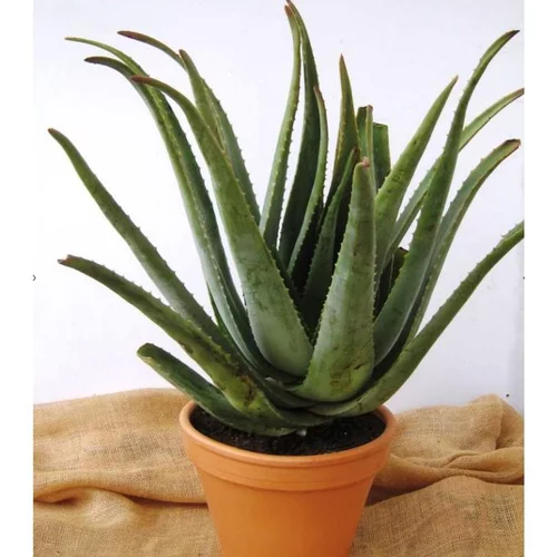Sélection nature：Aloe vera bio en pot Ø 30 cm