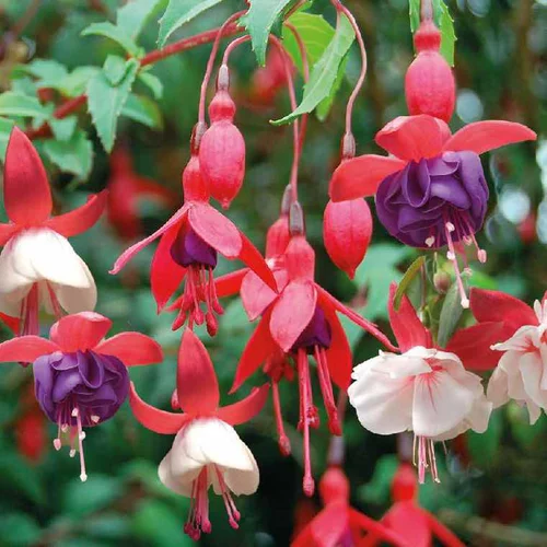 Facile extérieur:Fuchsia retombant - Le pot de 9 x 9 cm