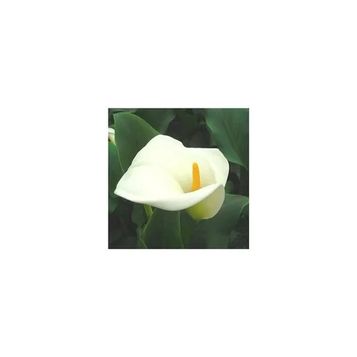 Essentiel jardin：Arum blanc à grandes fleurs - Le pot de 20 litres