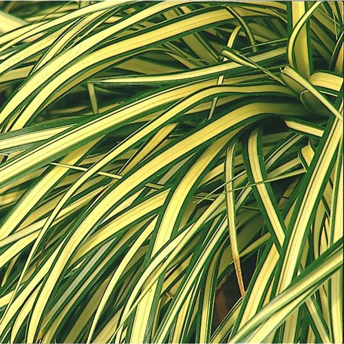 Choix nature：Carex oshimensis Evergold ou Laîche d'Oshima Evergold jaune - Le pot de 2 litres