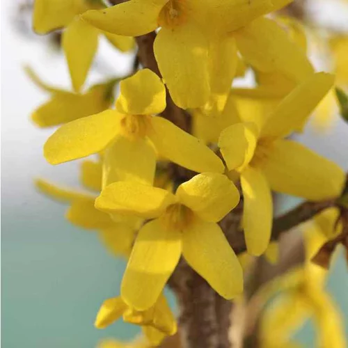 Bien dehors：Forsythia Intermedia Weekend Courtalyn en touffe – Pot de 7L