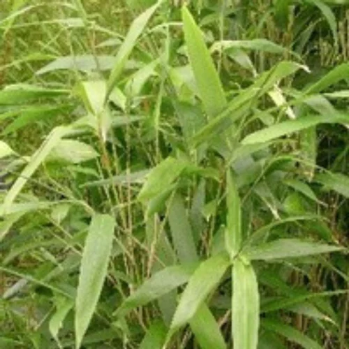 Une idée pratique pour l’extérieur：Bambou Arundinaria Metake - Pot de 18L