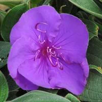 Pour valoriser votre jardin:Tibouchina - Le pot de 2 litres