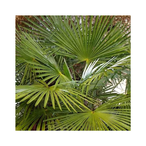 Facile au jardin:Palmier chanvre ou Palmier de Chine Fortunei vert. Le pot de 15 litres
