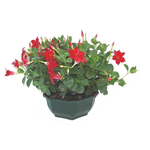 Bien pour le jardin：Dipladénia buisson - La coupe de 30 cm