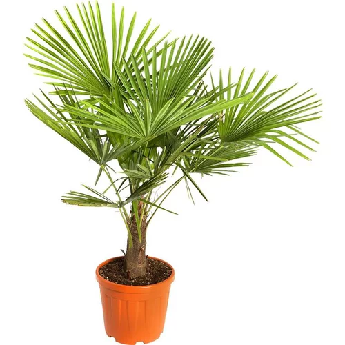 Sélection maison：Palmier Trachycarpus Excelsa en pot de 30 litres