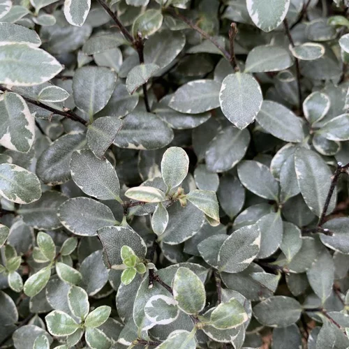 Facile pour le jardin：Pittosporum Tenuifolium Midget. Le pot de 25 litres, forme libre