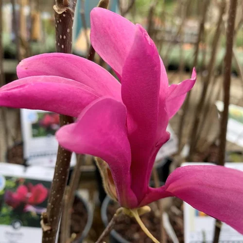 Sélection extérieure:Magnolia Susan rose. Le pot de 4 litres