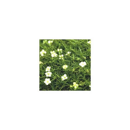 Côté extérieur：Sagine subulata Irish Moss - Le pot de 5 litres
