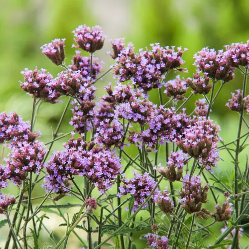Jardin essentiel:Verveine de Buenos Aires ‘Lollipop’ - Le pot de 2 litres