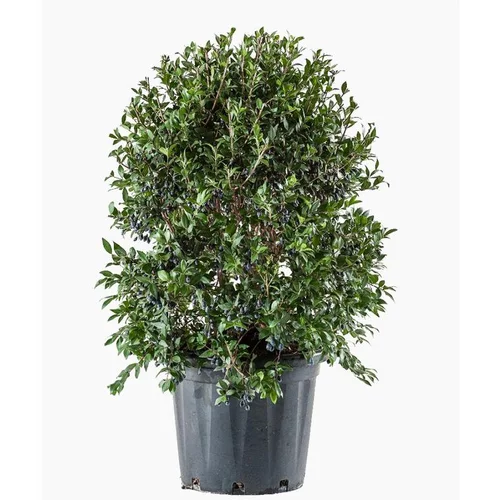 Pour vos projets jardin：Myrtus Luma (Myrte du Chili) en pot de 30 L vert