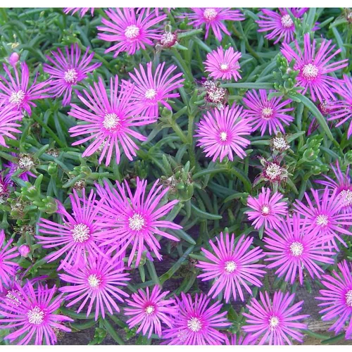 Adapté à votre jardin：Delosperma cooperi ou Pourpier de Cooper à fleurs roses - La barquette de 6 plants