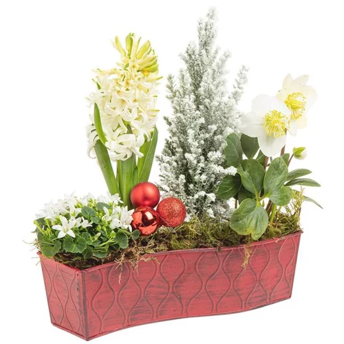 Facile jardin:Composition de Noël fleurs en chemin de table - 25 cm
