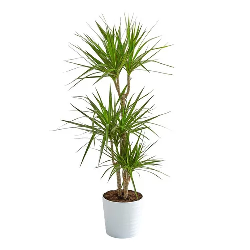 Une solution pratique pour le jardin:Dracaena marginata 3 pieds. Le pot Ø 21 cm