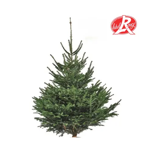 Pour vos projets jardin:Sapin de Noël naturel coupé Label Rouge Nordmann - de 175 à 200 cm