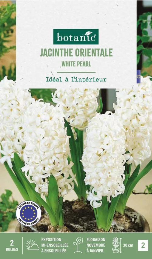 Confort pour le jardin：Jacinthe intérieur white pearl botanic® - 2 bulbes