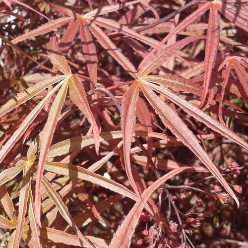Pour un jardin plus agréable：Érable du Japon Atrolineare rouge. Le pot de 5 litres