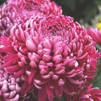 Pour mieux aménager votre jardin：Chrysanthème grosses fleurs 5-7 fl - Le pot de 2,5 litres