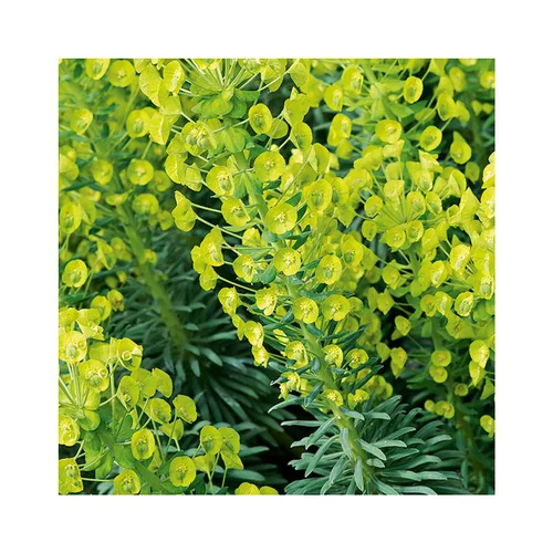 Pour mieux aménager vos extérieurs：Euphorbe characias en pot de 3 litres