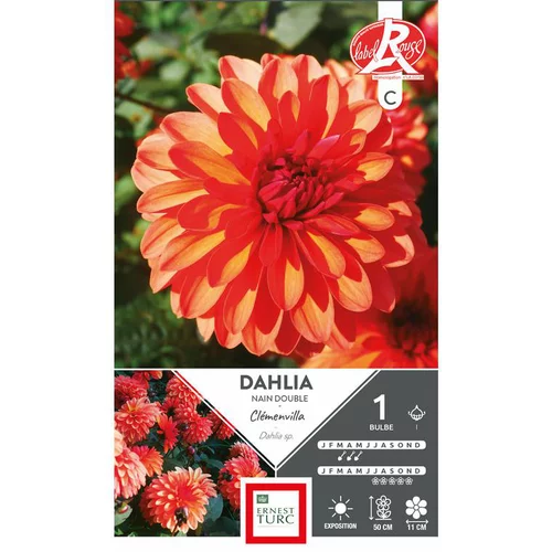 Maison et jardin:Dahlia nain double Clémenvilla orange Ernest Turc - 1 bulbe