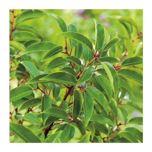 Parfait au jardin：Laurier du Portugal - pot 10 L